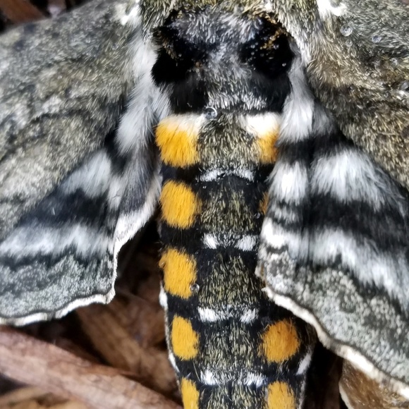 Meet your Posher, Brandan - Picture 1 of 1